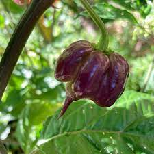 Purple Death Pepper Seeds for Planting-Heirloom & Non-GMO Seeds for planting