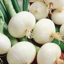 White Onion Vegetable Seeds for Planting - 100 pcs