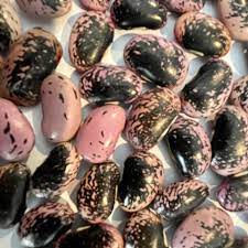 Scarlet Bean Seeds for Planting - 100 pcs