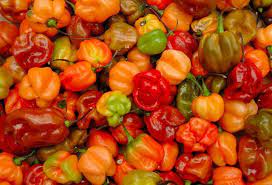 Mixed Habanero Seeds for Planting heirloom & Non-GMO Seeds