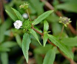 Bhringraj blomsterfrø til plantning - 100 stk