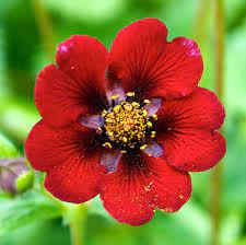 Potentilla Atrosanguinea - Red  Flower Seeds for Planting - 100 pcs