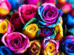 Yellow Rainbow Rose Flower Seeds for Planting Non-GMO Heirloom Garden Seeds for Growing