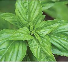 Napoletano Basil Plant Seeds – Ideal for Italian Dishes-Heirloom & Non-GMO Seeds for planting