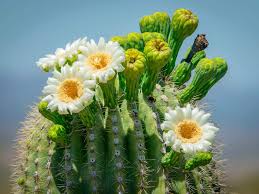 Green Saguaro Plant Seeds for Planting heirloom & Non-GMO Seeds