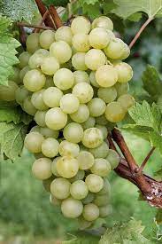 Light Green Grape Fruit Seeds for Planting - Sweet Grapes with a Refreshing Taste, Heirloom Seeds