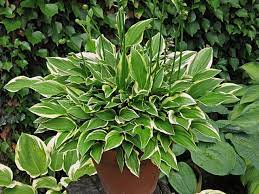 Green Hosta Plant Seeds for Planting, 100 pcs