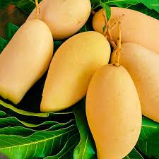 Nam Doc Mai (Thailand) Mango Fruit Seeds for Planting - Plant Sweet Mango Trees in Your Garden