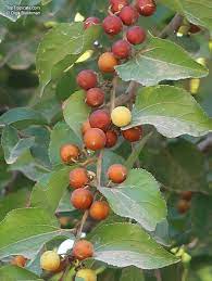 Ziziphus mucronata (Buffalo Thorn)  Jujuba Fruit Seeds for Planting - Hardy Tree for Sweet Jujube Fruit , GMO Free