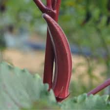 Red Okra Seeds for Planting – Heirloom, Non-GMO Vegetable Seeds for Home Garden & Organic Growing