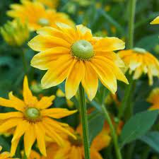 Heirloom Rudbeckia hirta ‘Prairie Sun’ Black Eyed Susan Flower Seeds for Planting - Non-GMO Seeds