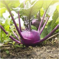 Kohlrabi Purple Vienna Seeds for Planting – Heirloom, Non-GMO, Fast-Growing Cool-Season Vegetable