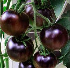 Purple Tomato Seeds for Planting - Unique Vegetable 100 pcs