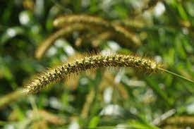 Exotic Yellow Foxtail Grass Seeds-Wild Millet 100 pcs