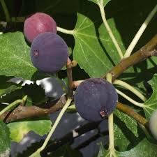 Black Mission Fruit Seeds - Dyrk Classic Black Mission Figentræ 100 stk