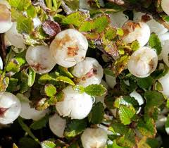 White Gaultheria hispida (Snow Berry) – (Australia & Tasmania)Fruit Seeds for Planting - Hardy, Vibrant Berries for Landscapes