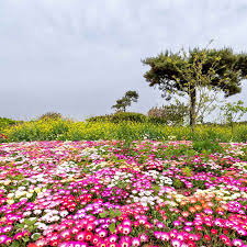 livingstone daisy flower seeds