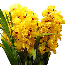 Yellow Orchid Formaldehyde Flower Planting Seeds for Garden 100 pcs