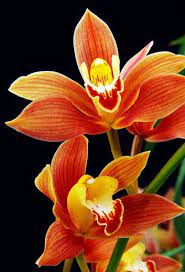 Orange Paphiopedilum Plant Seeds for Planting - 100 pcs