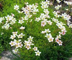 White Blush Saxifraga Blomsterfrø til udplantning, 100 stk