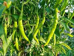 Light Green Pepper Vegetable Seeds for Planting heirloom & Non-GMO Seeds