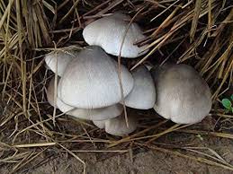 White Volvariella Mushroom Vegetable Seeds for Planting heirloom & Non-GMO Seeds