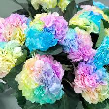 pastel rainbow flower seeds