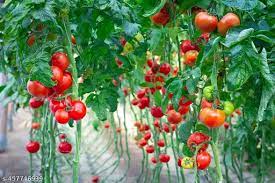 Giant  Red Tomato Vegetable Seeds for Planting heirloom & Non-GMO Seeds