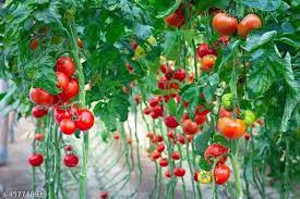 Giant Red Tomato Vegetable Seeds for Planting