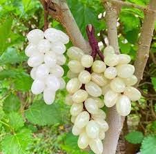 White Grape Fruit Seeds for Planting - Grow Crisp, Sweet White Grapes at Home, Heirloom Seeds