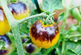 Yellow Black Tomato Vegetable Seeds for Planting heirloom & Non-GMO Seeds