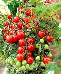 Early Tomato Fruit Seeds - Enjoy Fresh, Juicy Tomatoes Right from Your Garden  100 pcs