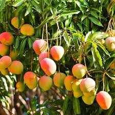 Alphonso Mango Fruit Seed Planting - Set for Tropical, Sweet Mango Trees, Heirloom Seeds