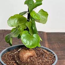 Dioscorea Elephantipes Yam Seeds for Planting - 100 pcs