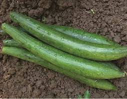 Green Sponge Gourd Vegetable Seeds for Planting, heirloom & Non-GMO Seeds