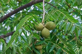 Black Walnut Plant Seeds for Planting - Nut Lovers' Gardens, Heirloom and Non-GMO Seeds for Home Garden