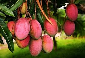 Pink Mango Fruit Seeds for Planting - Growing Juicy, Tropical Mangoes for Home Garden, Heirloom Seeds