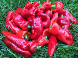 Melrose Hot Pepper Seeds for Planting