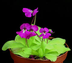 Mexican Butterwort Carnivorous Plant Seeds for Planting - 100 pcs