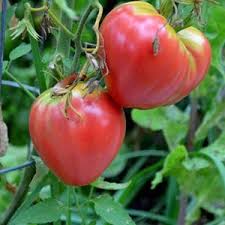 Pink Oxheart Tomato Seeds for Planting heirloom & Non-GMO Seeds