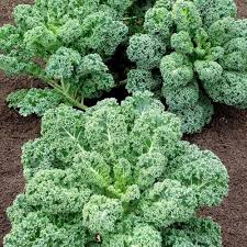 Green Kale Plant Seeds for Planting, heirloom & Non-GMO Seeds