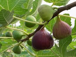 Sweet Fig Fruit Seeds for Planting - Growing Juicy Mediterranean Figs, Heirloom and GMO Free Seeds