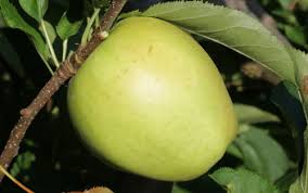 Crispin (Mutsu) Green Apple Fruit Seeds for Planting - Ideal for Organic Fruit Tree Cultivation