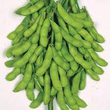 Green Soya Bean Vegetable Seeds for Planting