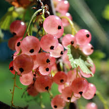 Pink Currant (Hybrid of red and white currants) Fruit Seeds - Grow Tart, Flavorful Currants for Jams and Jellies