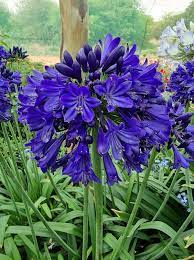 Blå Nil Agapanthus Blomsterfrø til udplantning - 100 stk