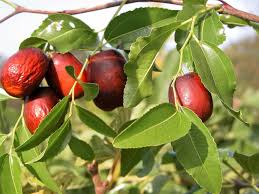 ASIAN DATE Jujube Ziziphus Spinosa Common Chinese Tsao Red Fruit Seeds - Date Like Sweet Jujube Fruits