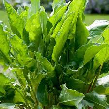 French Sorrel Herb Seeds for Fresh Culinary Gardens and Microgreens