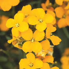 yellow wallflower flower seeds