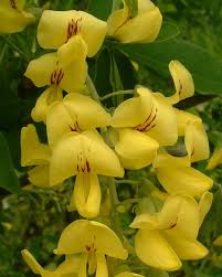 Golden Shower Tree Seeds (Laburnum anagyroides) – Fast Growing Ornamental Yellow Flowering Tree Seeds for Home Garden